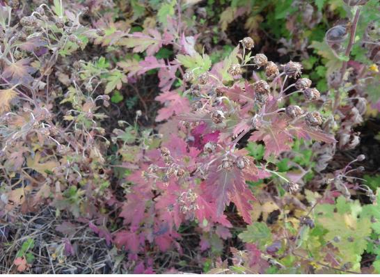 퀐푭 ? ? (11? 11?).jpg