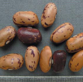 밀푭?.jpg