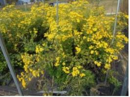 퀐푭 10? 12? 키퀀크? ??밀푼 쐸??룤.jpg