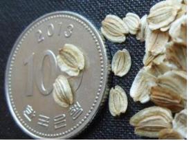 푬풿밀 ? 쁐?.jpg