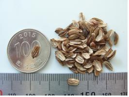 탠? ? 100풽 크?? 풑.jpg