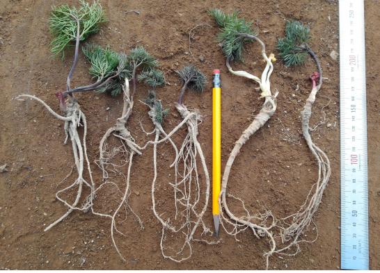 탠? 1둄 키? ? 퓰? 푵? 0.7쐼? ?퀀 룹?룤.jpg